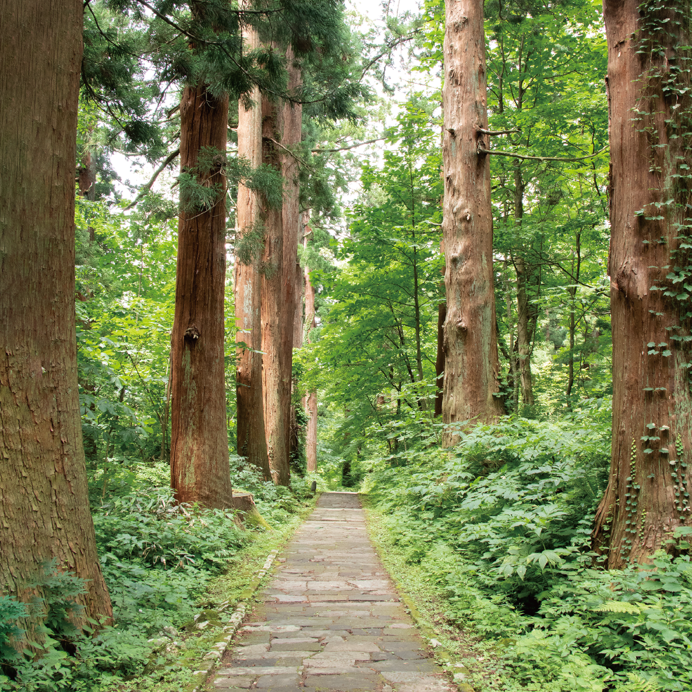 羽黒山 杉並木の参道
